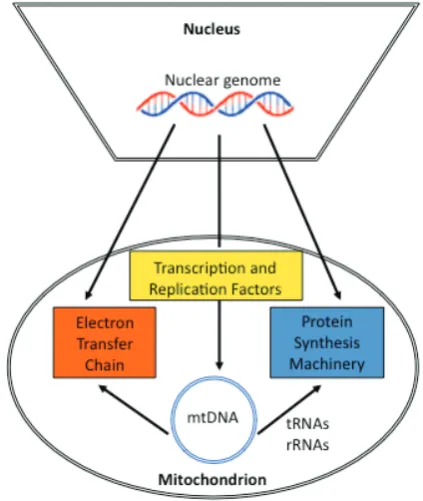Fig. 3. mediates its epigenetic regulation, thus ensuring lineage specific geneenergy to ensure that nuclear DNA can be replicated and transcribed andto the ETC