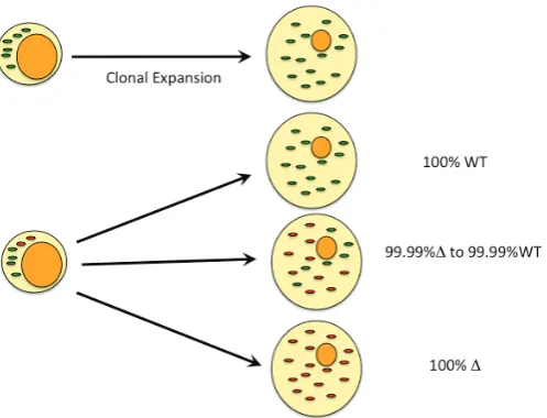 Fig. 5. mtDNA segregation during development. The mitochondrialmolecule may be preferentially selected for replication over another,predicted in any particular tissue