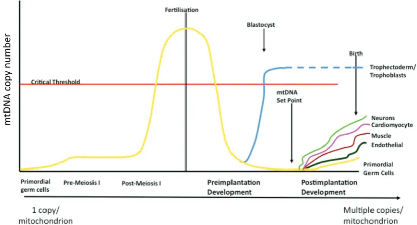 Fig. 6. mtDNA replication during development. MtDNA replication is strictly regulated during oogenesis, preimplantation development and pre-replication is then significantly reduced during preimplantation development with increases most likely taking place