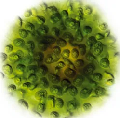 Fig. 3. Photomicrograph of the micro-algae Phaeodactylum tricornu-tum, courtesy of Kirk Apt, DSM Nutritional Products.