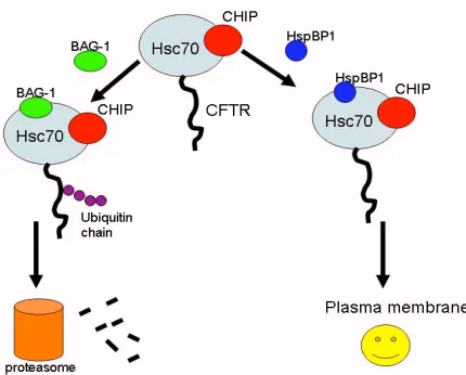 Figure 2. This figure depicts how HspBP1 and BAG-1 compete with binding to Hsc70 and CHIP to either inhibit or stimulate the degradation of CFTR