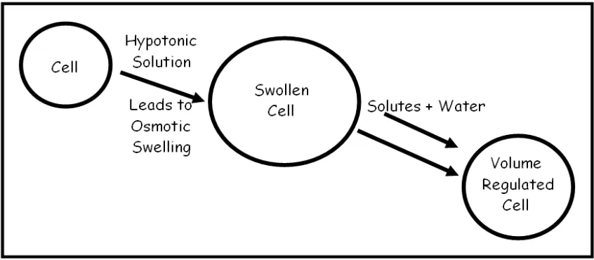 Figure 1. Regulatory volume decrease (RVD) in animal cells . A cell swells when placed in a hypotonic medium as a result of the influx of water (due to osmosis)