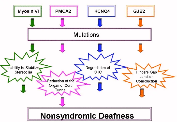 Figure 2. Effects of genetic mutations. This diagram illustrates the four specific genes studied and the effects of  their mutation