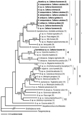 Figure 2:  Molecular phylogeny of the genus Brueelia based on 385 bp of CO1 and 347 bp of EF1α