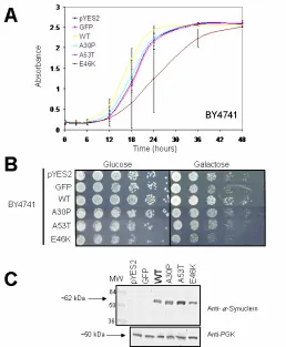 Figure 8. Growth Analysis and Expression of α-Synuclein in the Strain BY4741. A. Growth Curve