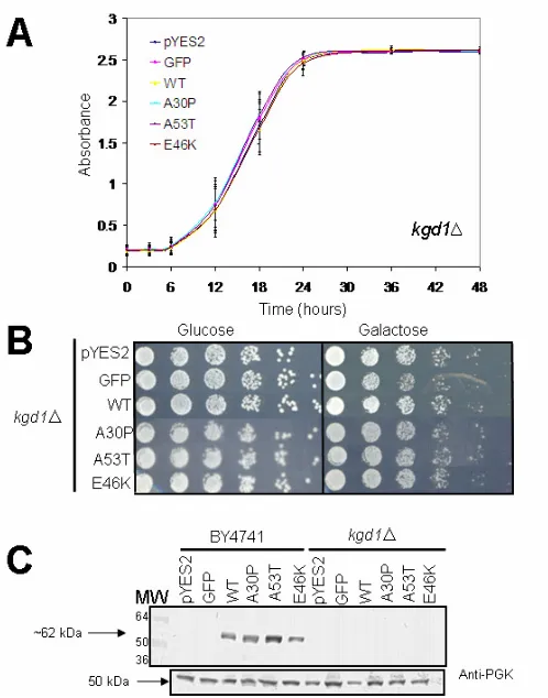 Figure 9. Growth Analysis and Expression of αsynuclein-expressing cells displayed decreased expression