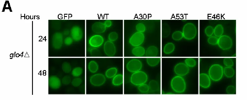 Figure 10. Time-Course and Non-GFP Tagged WT- Synuclein in BY4741 exhibited increased expression and variable banding when compared to WT-α-Synuclein Expression in BY4741 and kgd1∆ Yeast Strains