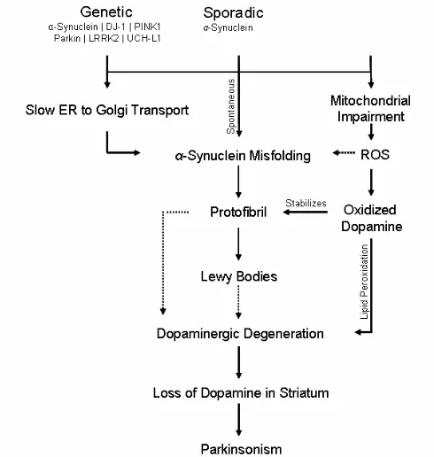 Figure 2. The Role of α-Synuclein and Mitochondrial Dysfunction in Parkinson’s Disease