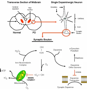Figure 3. Dopamine Neurons are Specifically Sensitive to ROS. The specific death of substantia nigra neurons in PD is due to toxic relationships between complex I in the mitochondria induces singlet oxygen radical production