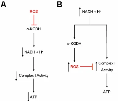 Figure 4. α-KGDH Regulation of Complex I Activity by ROS and NADH Levels. Evidence for the above pathways is adapted from Tretter et