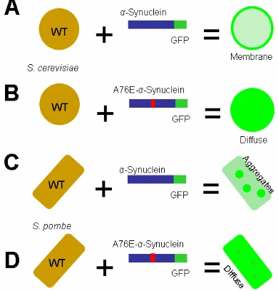 Figure 5. Hypothesis for A76E-α-Synuclein Localization in 