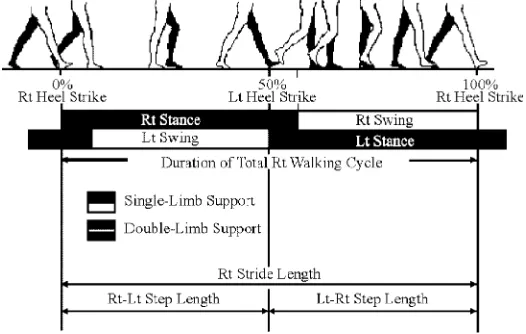 Fig. 1. Relationship between temporal components of the walking cycle and the step and stride lengthsduring the cycle.