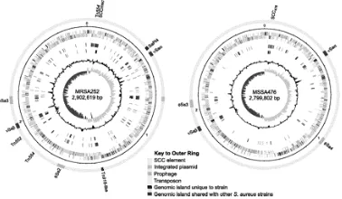 Figure 1. Evolutionary Tree of Staphylococcus species discussed in this paper.  Question marks indicate that this is not a complete tree and does not contain other species