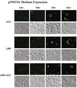 Figure 1. Fluorescence Microscopy of pNMT-41 Medium Expression: αthroughout the time course.-Synuclein was expressed in moderate concentration by pNMT41 promoter vector
