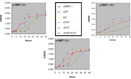 Figure 4.  Fluorescence Microscopy of pNMT-1 High expression Cells Exposed to DMSO: Cells were grown in EMM media without thiamine, expressing α-synuclein in high concentration promoted by pNMT-1 vector