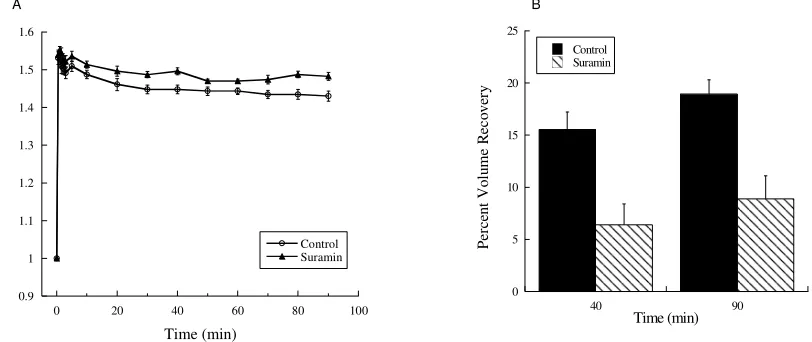 Figure 11.  Suramin reduced alligator cell volume recovery.  (A) Addition of suramin to the extracellular medium limited the ability of cells to reduce in volume over the 90 min time course (n=5, P<0.05 at 90 min compared to control)