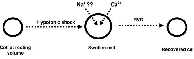 Figure 19. Proposed pathway for volume recovery of salmon red blood cells.  activates the RVD response, allowing for volume recovery