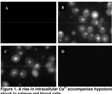 Figure 1. A rise in intracellular Ca 2+ accompanies hypotonic 