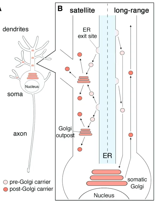 Fig. 1. Secretory pathways in neurons. (A) A schematic drawing