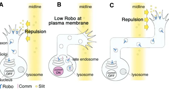 Fig. 2. Model for the regulation of axon midline crossing by Commissureless (Comm). (A)