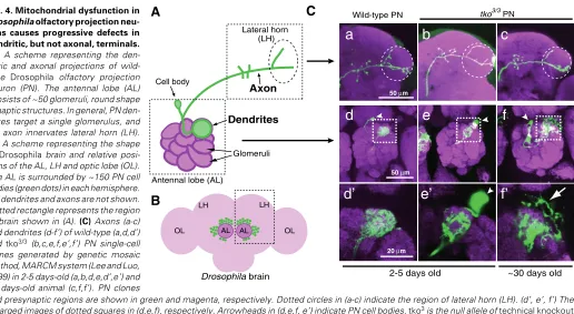 Fig. 4. Mitochondrial dysfunction in