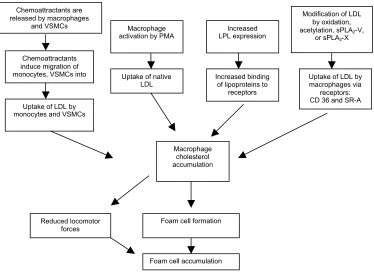 Figure 2. Specific Pathways of Foam Cell Formation.Chemokines attract more monocytes and VSMCs which bind and uptake modified LDL through SR-A and CD36 receptors