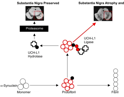 Figure 2:  UCH-L1 Activity and a Model Relating it to the Toxic Protofibril Hypothesis