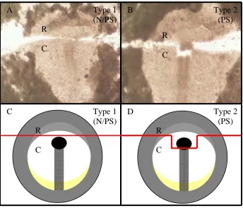 Figure 6. DMBX Expression and Midbrain Formation The diagram indicates the expression of DMBX (black) and the time course of boundary formation in the developing chick midbrain