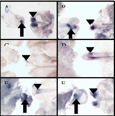 Figure 8B, Table 1). Thus, the rostral primitive streak, including the node, is not required for formation of head and therefore, the caudal head boundary occurs caudal 