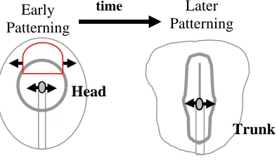 Figure 12. Modified Spemann and Mangold Model The Spemann and Mangold (1924) model proposes that cells in the early organizer induce and pattern rostral neural regions and is later replaced with cells that pattern trunk neuroectoderm