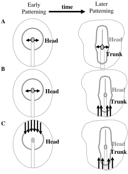 Figure 2. Developmental Pattern Formation Models (adapted from Darnell, 2005) (A) The Spemann and Mangold (1924) model proposes that cells in the early organizer induce and pattern rostral neural regions, whereas caudal induction through a temporal and spa