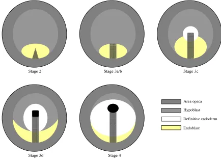Figure 4. Early Chick Embryo Stages (Hamburger and Hamilton, 1951; stage 3 modified by Darnell et al., 1999) At stage 2, a short, triangular streak forms in the caudal part of the embryo