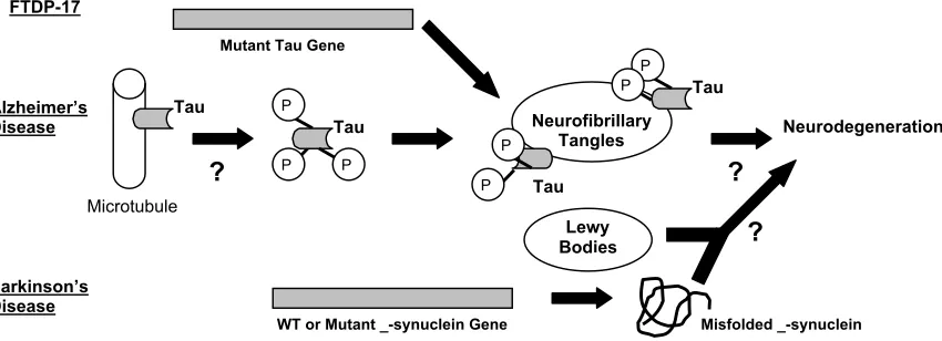 Figure 1.  Role of tau and _-synuclein in neurodegenerative diseasesIn FTDP-17, mutations in tau have been linked to the presence of neurofibrillary tangles containing hyperphosphorylated tau