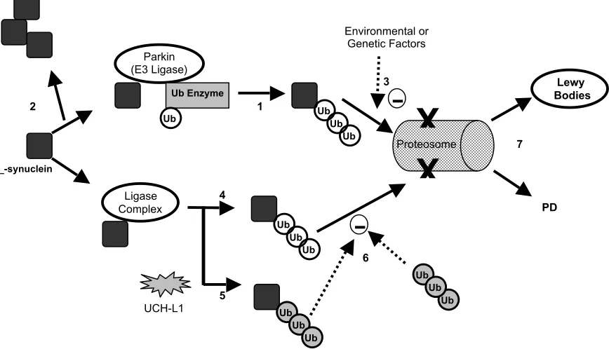 Figure 2.  Proposed Models for Parkin and UCH-L1 Interaction with _-SynucleinThe parkin ubiquitin complex polyubiquinates _-synuclein and prepares it for degradation (1)