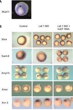 Fig. 1. Lef1 depletion affects expression of genes in the ventral anddorsal mesoderm.embryos, stage 10.5 zone (dorsal side up)