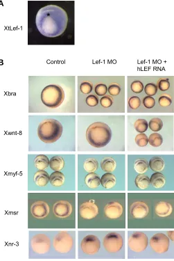 Fig. 1. Lef1 depletion affects expression of genes in the ventral anddorsal mesoderm.embryos, stage 10.5 zone (dorsal side up)