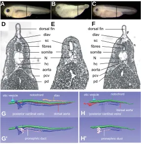 Fig. 2. Lef1 depletion results in impaired development of different tissues.
