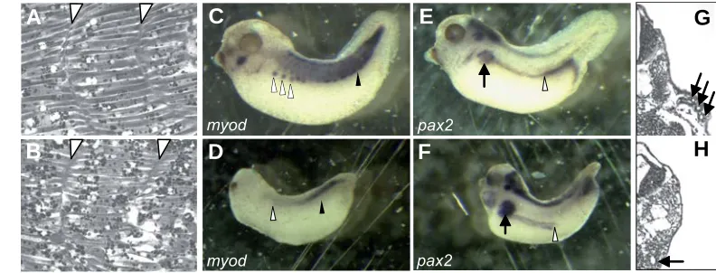 Fig. 4. Mesoderm formation is af-