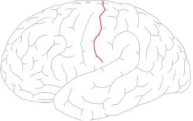 Figure 3. The Rolando sulcus, a double S-shaped ﬁssure that extends obliquely upward andbackward on the lateral surface of each cerebral hemisphere of the brain, located at the boundarybetween the frontal and parietal lobes.