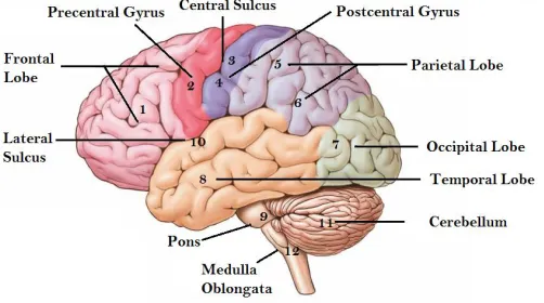 Figure 1: Major functional areas of human brain 