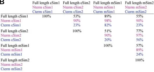 Fig. 1. Comparison of chick and mouse Sim proteins. PAS-A, PAS-B and HST.domains of the bHLH/PAS transcription factors are indicated: basic, HLH,indicate deletions to maximize the sequence similarity