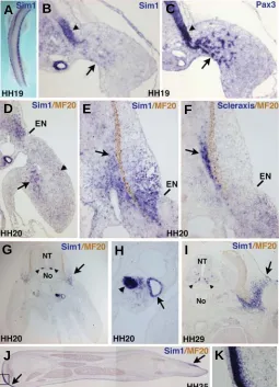 Fig. 2. cSim1 expression during chick limb development. expressing the with the migrating cells