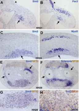 Fig. 3. cSim2 expression during chick limb development. (A,B)