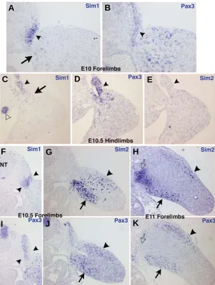Fig. 5. mSim1 and mSim2 expression during mouse limb development. Consecutive