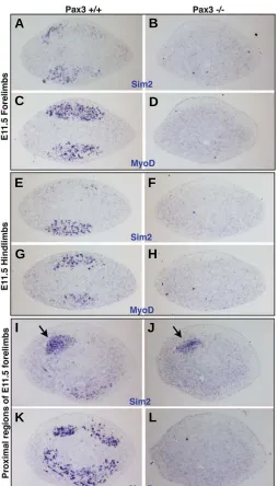 Fig. 6. Limb mSim2 expression in the absence of muscles. Transverseembryos (A,C,E,G,I,K) or E11.5 hybridised with the sections hybridized with the posterior limb region (arrows in I,J)