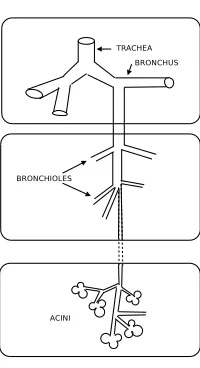 Figure 1. Decomposition of the respiratory tree in three parts.