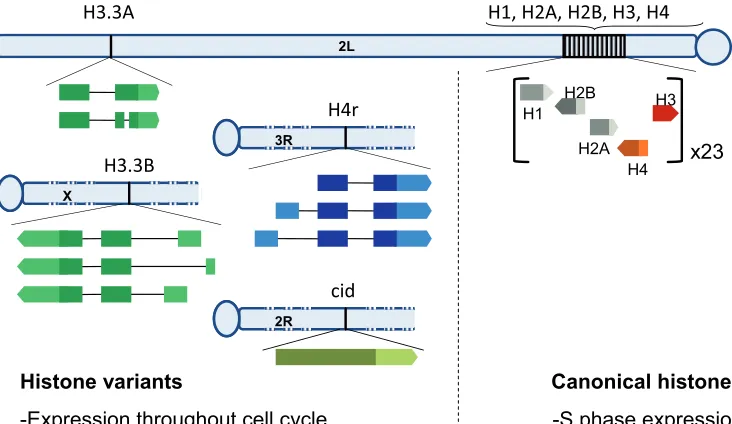 Fig. 1. Genomic organisation of his-in the histone gene cluster of chromo-and H4 are encoded by multi-copy genesCanonical histones H1, H2B, H2A, H3boxes represent untranslated regions.H3.3A transcript that would result in ainvestigated