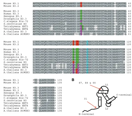 Fig. 2. Sequence alignment of H3.3 proteins. (A) CLUSTAL alignement of H3 and H3.3 histones