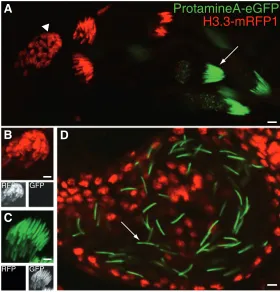 Fig. 3. H3.3 was not detected in Drosophila sperm. Confocal images of fixed