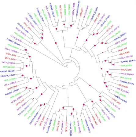 Figure 3. Mid-point rooted ML phylogenetic tree of apicomplexan CMGCs. The terminal branches from a multiple sequence alignment using PhyML with LG amino acid substitution model and are color-coded for AGCs in the kinomes of S